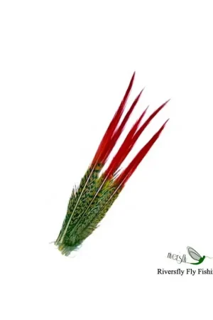 Plumes de Golden Pheasant Red Spears Certifié