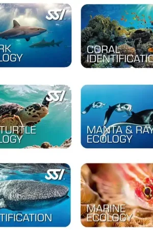 Pack numérique Programmes écologiques - SSI Expédition Rapide