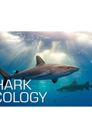 Kit Numérique Shark Ecology - SSI Seulement Aujourd'hui