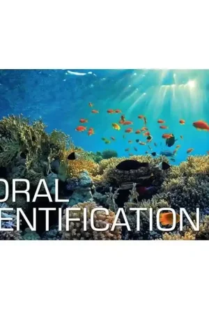 Nouvel Arrivage KIT NUMÉRIQUE CORAL IDENTIFICATION - SSI