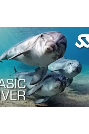 Petit Prix KIT NUMÉRIQUE BASIC DIVER - SSI