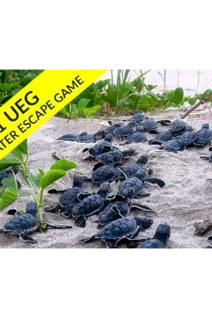 Jusqu'à Épuisement Des Stocks Escape Game Sous-Marin - Mission : Les Tortues de Marsa Shagra